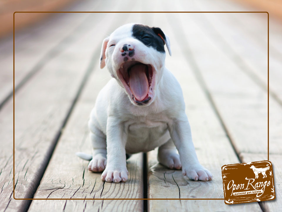 Open Range Pet Treats